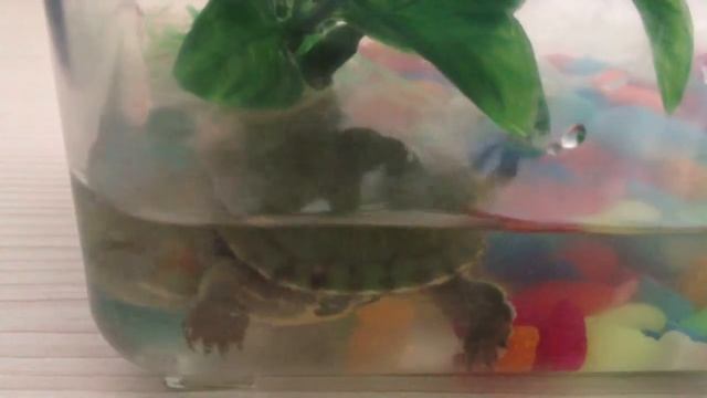 Черепашка "ходит во сне"!✨ смотреть онлайн