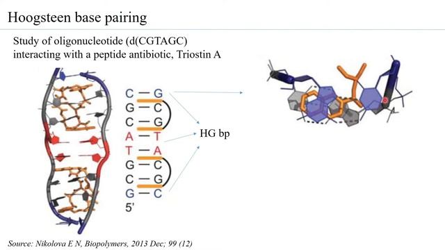Hoogstein base pairing and its implications смотреть онлайн