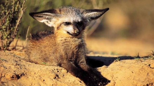 Удивительные соседи. Большеухая лисица смотреть онлайн