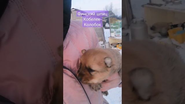 Шпиц Финский. Самый упитанный малыш, этой породы, который рождался у нас на питомнике. смотреть онлайн