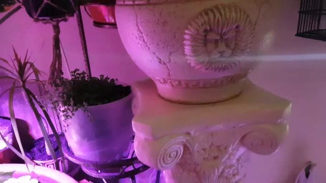 Зимний сад на лоджии greenhouse смотреть онлайн