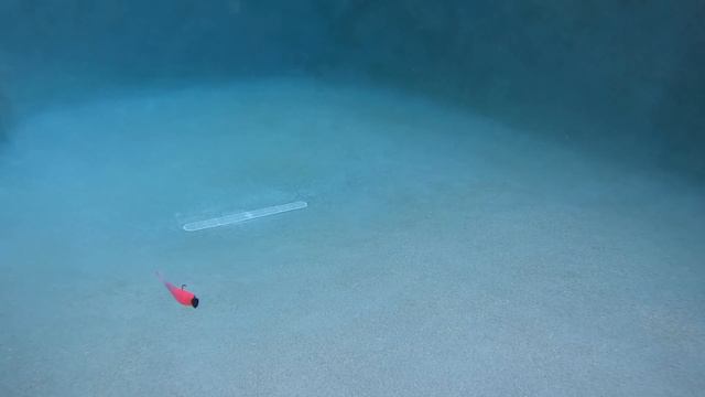 STROLLING JIGS Tested Underwater: You WON'T Believe the Results смотреть онлайн