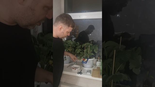Клубника ремонтантная, сорт "Мурано". Клубника на подоконнике. смотреть онлайн