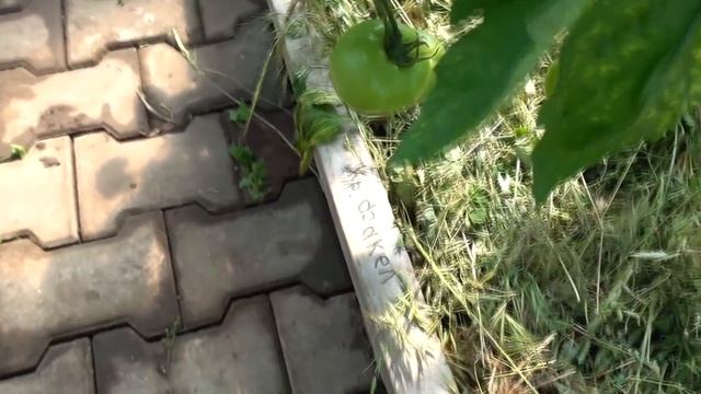 СРОЧНО ПОДКОРМИТЕ ТАК СВОИ ТОМАТЫ! САМАЯ ВАЖНАЯ ПОДКОРМКА ТОМАТОВ! смотреть онлайн