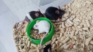 как разводить мышек в домашних условиях. мышь родила мышат