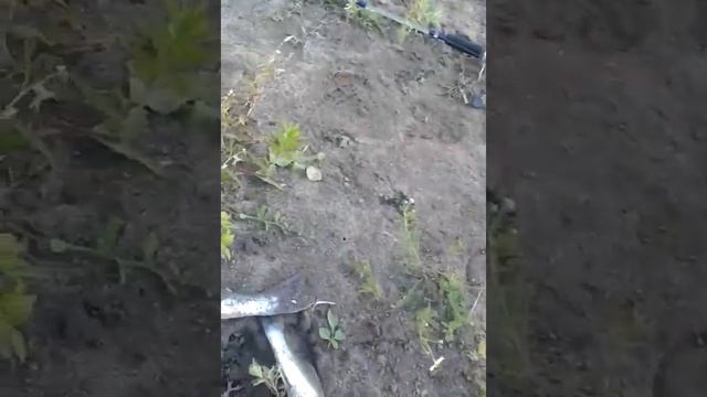 Рыбалка на Убинке устье Убы и Иртыша смотреть онлайн