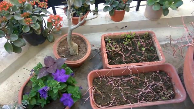 My Balcony with awesome plants in springs смотреть онлайн