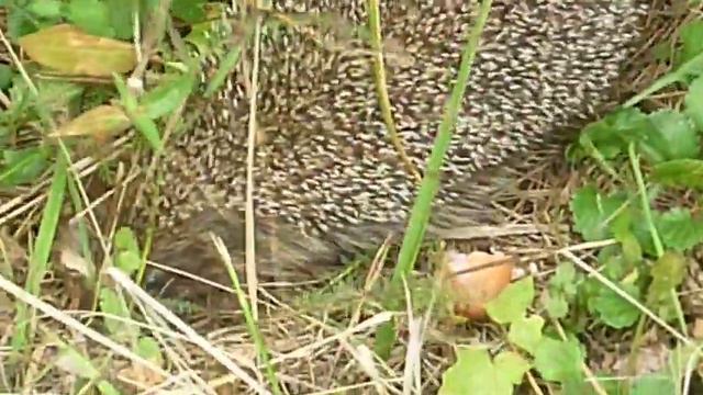 Ёж украл сосиску у кошки / The hedgehog stole a sausage from a cat смотреть онлайн