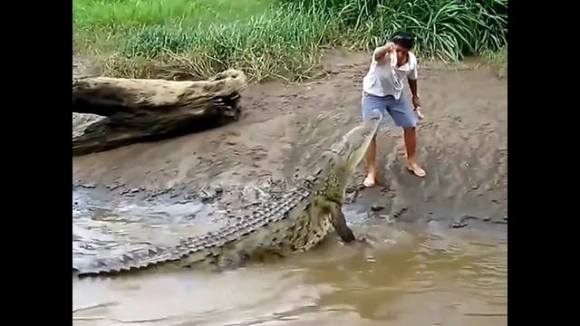 Мои Домашние Питомцы...КРОКОДИЛ смотреть онлайн