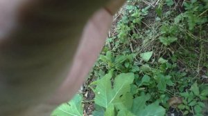 Инжир Харди Чикаго 2 й урожай