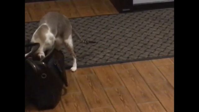 Любимый кот жены смотреть онлайн