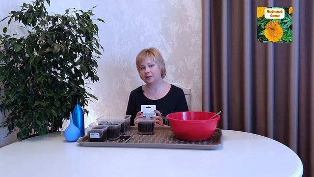 ПОСЕВ АСТР ХРИЗАНТЕЛЛА. ЦВЕТЕНИЕ В ИЮНЕ ОБЕСПЕЧЕНО.