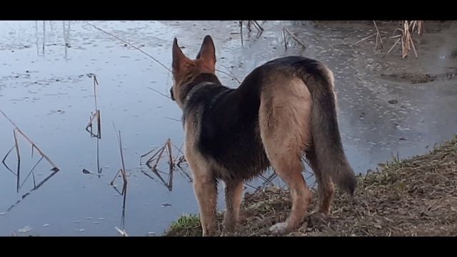 Прогулки у пруда. Или поиски нашей потерянной игрушки. смотреть онлайн