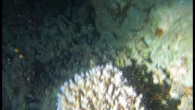 Coral Spawning Great Barrier Reef смотреть онлайн