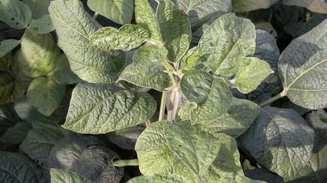 Вирус пятнистости (крапчатости) бобов фасоли (Bean pod mottle virus) смотреть онлайн