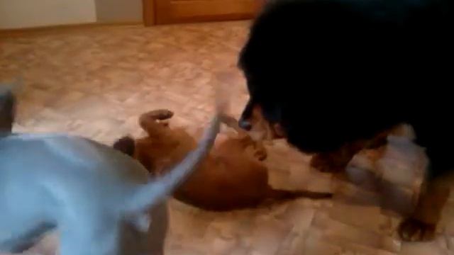 Догонялки - тяжело поймать тибетскому мастифу эту мелочь смотреть онлайн