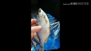 Красноперка вяленая. Наивкуснейшая. Малосольная ??