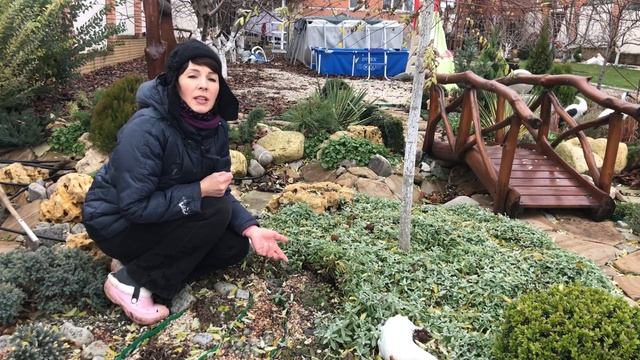 Ясколка. Уход, посадка. Ясколка войлочная зимой.