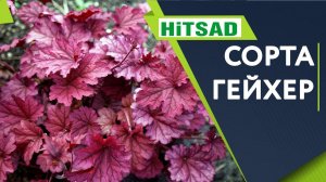 Лучшие Сорта Гейхер Для Средней Полосы ✔️ Почвопокровники для Сада и Дачи