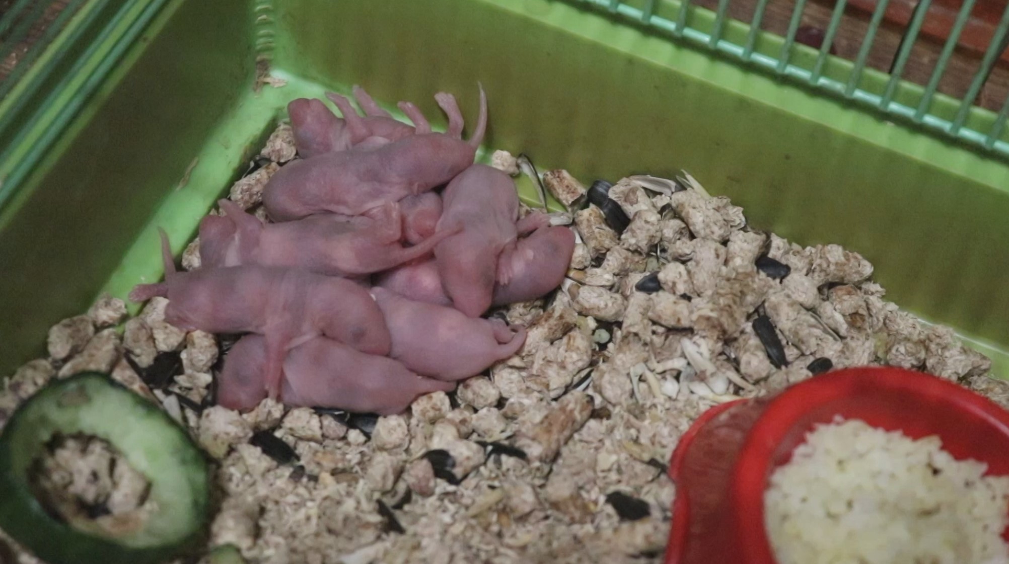 КРЫСЯТАМ 2 ДНЯ ОТ РОДУ. ПОЧЕМУ УМЕРЛО НЕСКОЛЬКО КРЫСЯТ У МНОГОДЕТНОЙ КРЫСЫ? смотреть онлайн