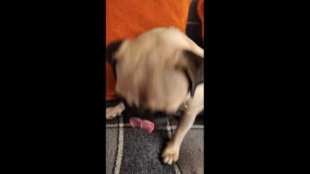 Девочка мопс сделала отрыжку. The pug girl belched. смотреть онлайн