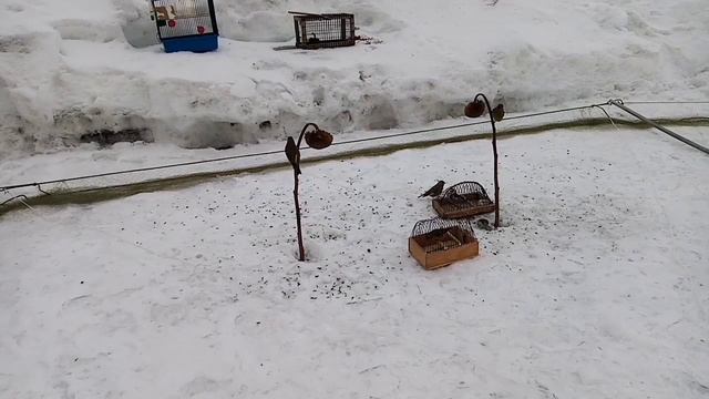 Ловля на тайник. songbird feeding! 👍 смотреть онлайн