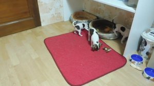 #ЧИХУА КАКИЕ МОЖНО ФРУКТЫ , ОВОЩИ - КАКИЕ НЕЛЬЗЯ СОБАКАМ ? #МАРИМИСТИКПИТОМНИКРКФ#КУПЛЮЧИХУАПРОДАЮ