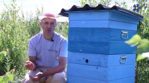 Куда направлять летки ульев