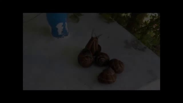 ВЛЮБЛЁННЫЕ УЛИТКИ (видеонаблюдение) смотреть онлайн
