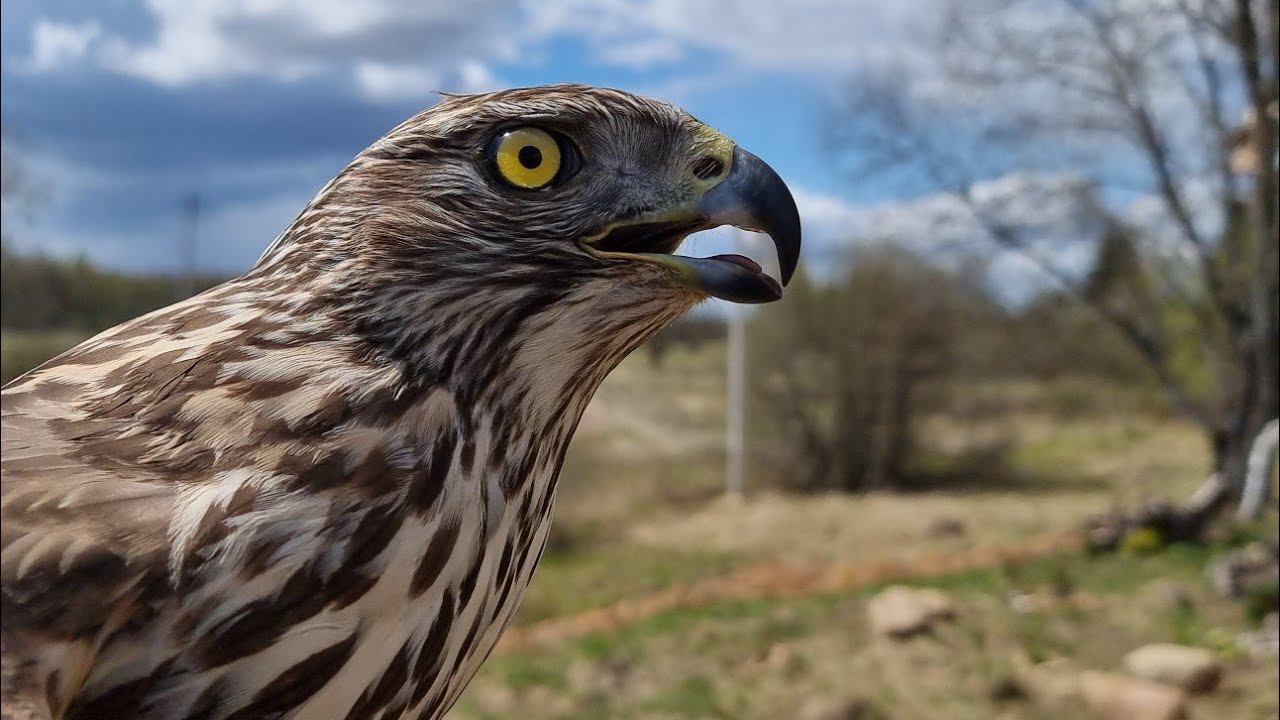 Yoll's добрый Stream из Совиного дола. Новый Год Лучика и всякая суета