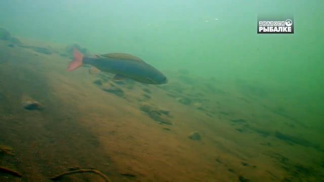 ХАРИУС  Thymallus Thymallus. О чём молчат рыбы 91. Grayling. Europäische Äsche. 茴魚