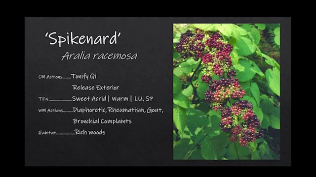 Western Herbs In Chinese Classification - Western Herbs Conference 2021