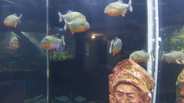 Пираньи / Piranha. Seaquarium (gopro 4K) смотреть онлайн