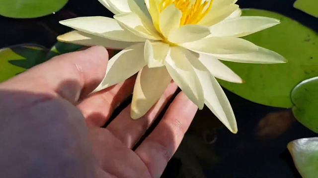 Нимфея Texas Dawn (Nymphaea Texas Dawn) смотреть онлайн