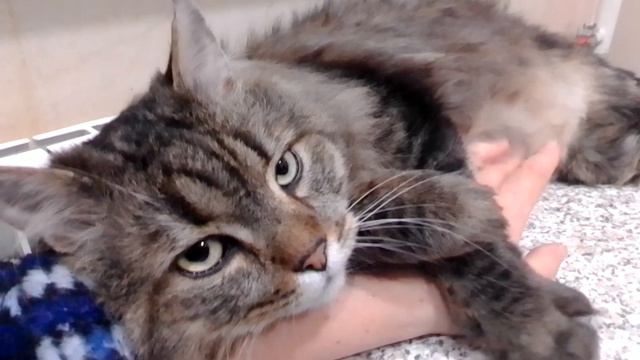 Сибирский кот Тихон, забитый и перепуганный, взятый у волонтеров, начал привыкать к новым хозяевам. смотреть онлайн