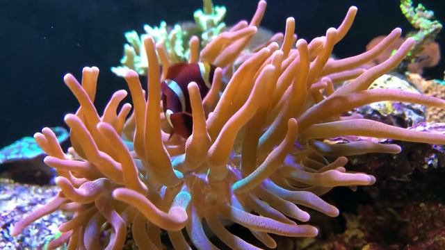 My TOP THREE Beginner Marine / Saltwater fish for a SMALL tank смотреть онлайн