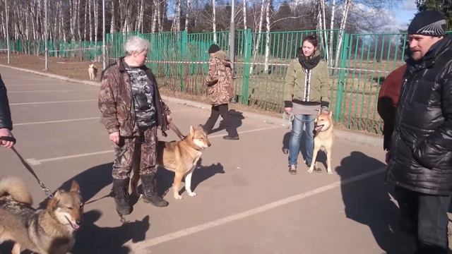 20-я Зимняя Московская 2017. Суки ст. ЗСЛ. смотреть онлайн