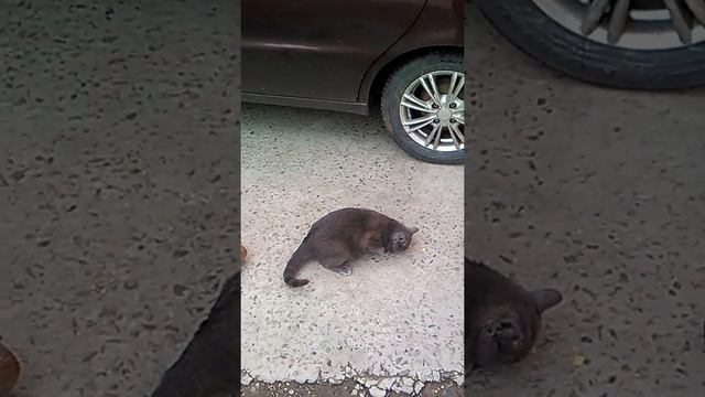 Прикол юмор животные Как кошка ест чипсы смотреть онлайн