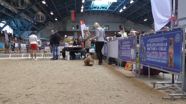 26.02.2017 IDS Minsk shih-tzu ring смотреть онлайн