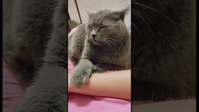 Мистер Пончик,борьба со сном смотреть онлайн