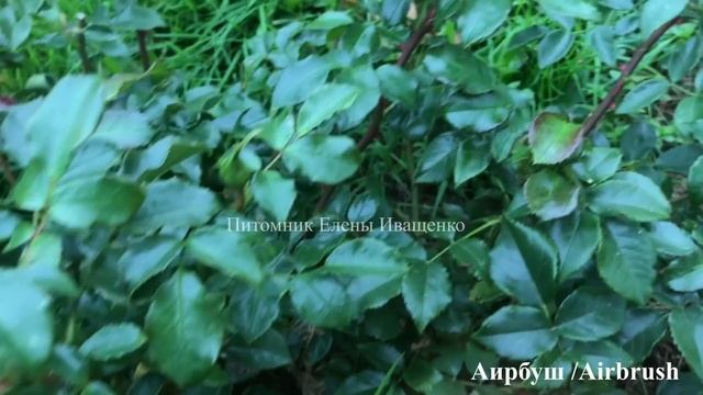 РОЗЫ Шрабы. Чайно-Гибридные. Флорибунда. Их сходства и различия / 2 часть смотреть онлайн