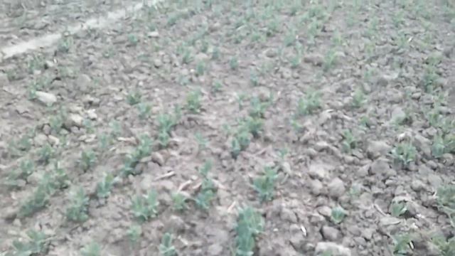 Горох готівський. смотреть онлайн