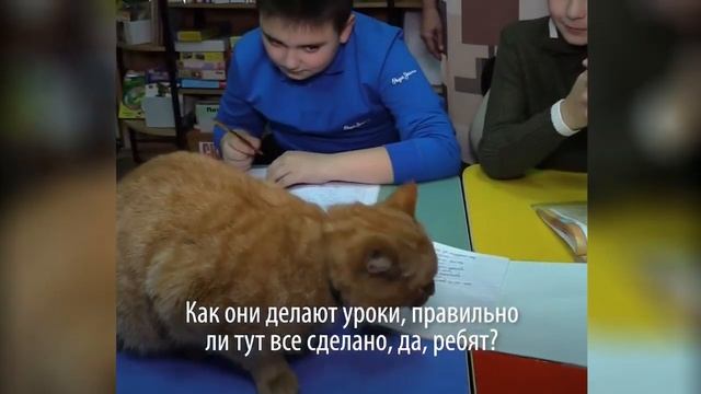 Кот Степан, который ходит на работу и у которого есть трудовая книжка смотреть онлайн