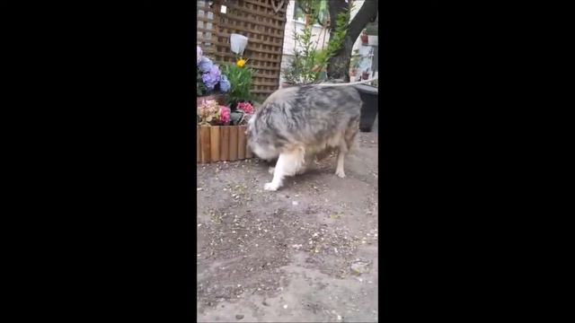 Lady смотреть онлайн