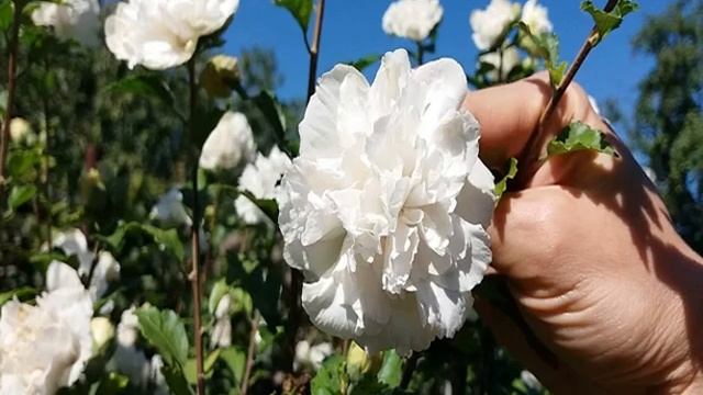 Гибискус садовый или китайская роза — виды, выращивание в открытом грунте смотреть онлайн