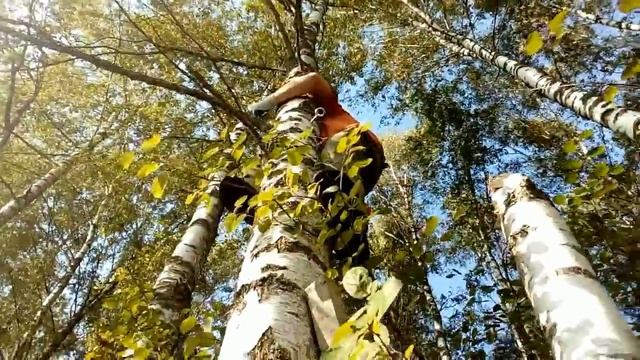 Валим,пилим березу 20- метровую без бензопилы, лебедкой! Drop a tree with a winch смотреть онлайн