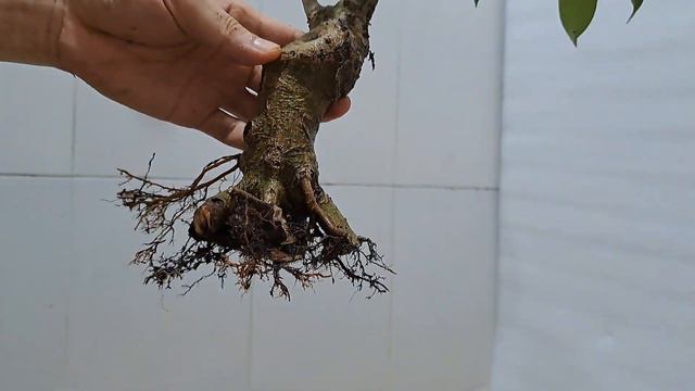 Severe Root Pruning of my Ficus Benjamina смотреть онлайн
