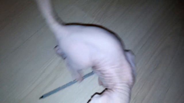 Не было в доме мышей 1 смотреть онлайн