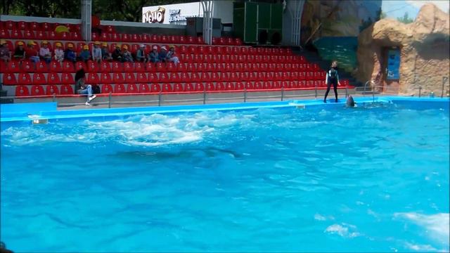 Дельфинарий Немо. смотреть онлайн