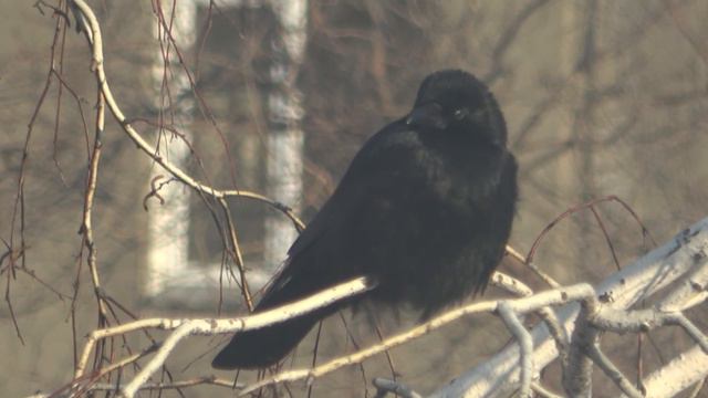 вороненок / Chick Crow